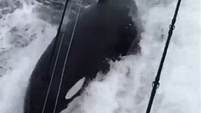 حيتان قاتلة تطارد قاربا أكثر من ساعة (فيديو وصور)