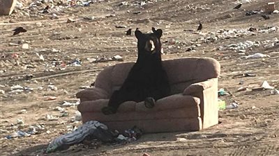 بالصور.. دب يستغل أريكة للاسترخاء وسط القمامة