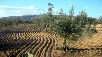 تراجع الصادرات الغذائية التونسية