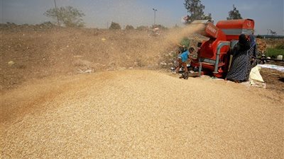 ساخرون.. وزير الرزاعة يستعين بالماء والبطاس لمواجهة قمح الإرجوت