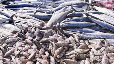 ضبط 100 كيلو جرام من الأسماك الفاسدة بقنا