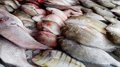 ضبط 3 أطنان من الأسماك الفاسدة قبل ترويجها بالغربية