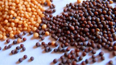 الخردل يقي من السرطان والسكتات الدماغية ويعالج الصدفية