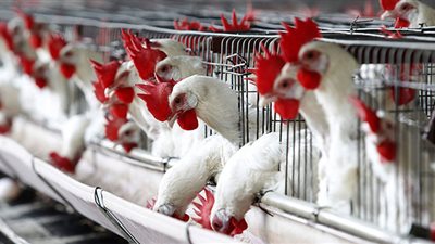 «غرفة القاهرة»: استقرار أسعار الدواجن وتراجع البيض