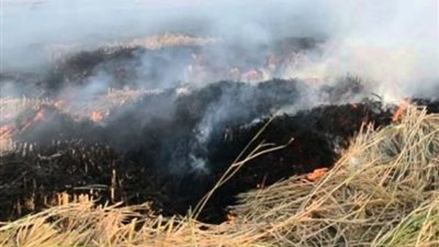 تحرير 2065 محضر سحابة سوداء وتجميع 26 ألف طن قش أرز بالغربية