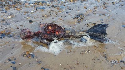 بالفيديو والصور.. لقطات غريبة لجثة حورية بحر متعفنة على شاطئ في بريطانيا