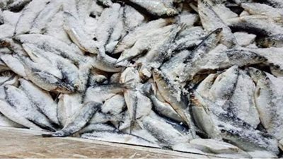 ضبط صاحب محل بحوزته 1.5 طن أسماك سردين فاسدة فى القاهرة