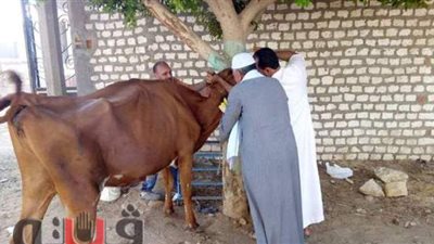 لتحسين سلالة الماشية.. دعم «الطب البيطري» ببني سويف بـ5 أجهزة سونار