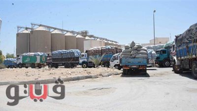 توريد 190 ألف طن قمح لشون وصوامع المنيا