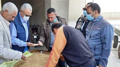 توريد 164 ألف و795 طن قمح للشون والصوامع والهناجر ببني سويف