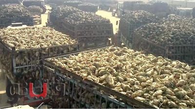 زراعة بني سويف: توريد 329 ألف طن بنجر سكر إنتاجية 20 ألف فدانًا