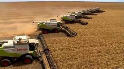 توريد 197 ألف طن قمح للشون والصوامع بالوادي الجديد