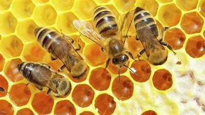 الزراعة: 500 مليون دولار حجم استثمارات مصر من عسل النحل| فيديو