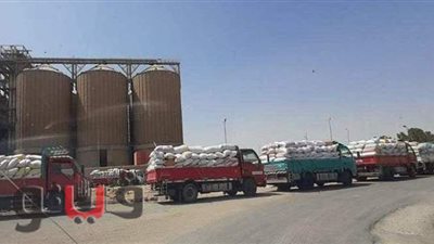 توريد 171 ألفا و833 طنا قمح لشون وصوامع ببني سويف