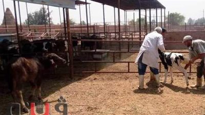 بيطرى الشرقية: تحصين 130 ألف رأس ماشية في 6 أسابيع