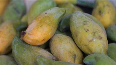 بين العشوائية والتغيرات المناخية.. المانجو المصرية في مواجهة تحديات صعبة