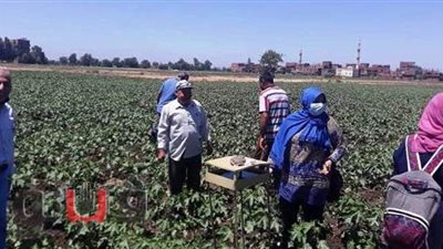 ندوات إرشادية عن القطن بمنيا القمح والزقازيق في الشرقية