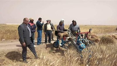 تشكيل لجان لمتابعة استلام القمح من مزارعي الوادي الجديد