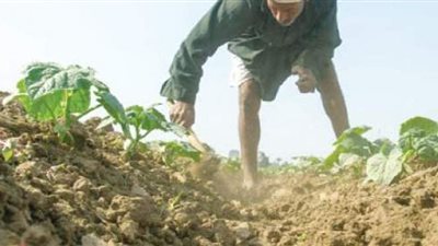 الوادي الجديد تبدأ تسليم الكارت الذكي للمزارعين