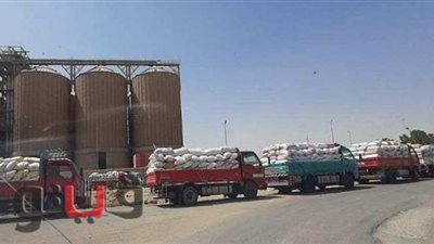 توريد 183 ألف و899 طن قمح لشون وصوامع ببني سويف