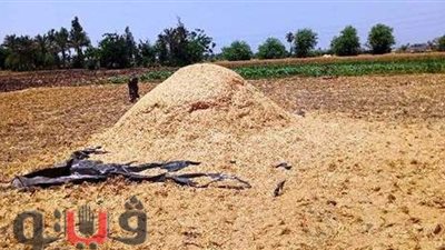 استمرار توريد القمح لصوامع الشرقية