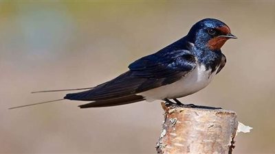 الخطاطيف تسجل رقما قياسيا بسرعة الطيران