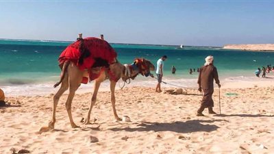 جولة على شواطئ مطروح «متنفس الصيف».. إقبال المواطنين بافتراش الرمال.. الجمال والخيول وباعة غزل البنات والفريسكا أبرز المشاهد