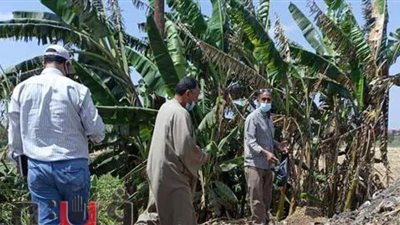 حملة لمكافحة القوارض بزراعة الشرقية