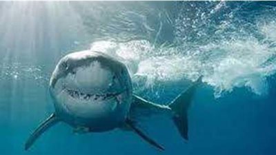 تفسير حلم سمك القرش في المنام وعلاقته بالمرض وفقدان شخص عزيز