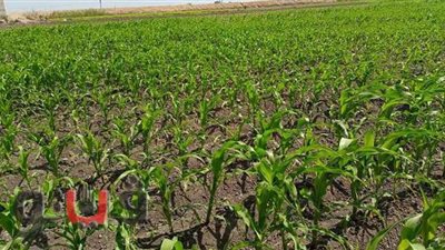 الإسماعيلية تنافس محافظات الدلتا في جودة محصول الذرة | تقرير