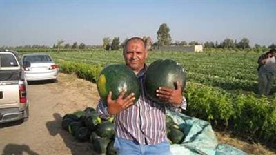 بعد اختفائه 30 سنة من الأسواق.. البحوث الزراعية يعيد الحياة لتقاوي البطيخ 