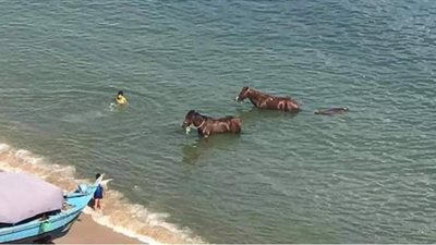 مصايف الإسكندرية تكشف حقيقة صور أحصنة شاطئ الأنفوشي | صور