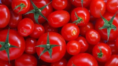 هل على الطماطم زكاة؟.. دار الإفتاء تجيب
