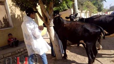 تحصين 99 ألف رأس ماشية ضد الجلد العقدي وجدري الضأن ببني سويف