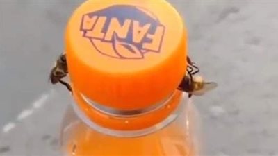 نحلتان تفتحان غطاء عبوة مشروبات غازية | فيديو