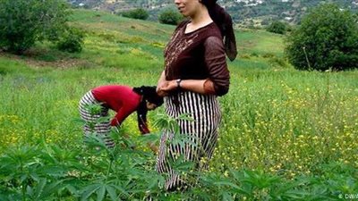 حشيش مغربى بالقانون .. برلمان الرباط يصادق على تقنين 