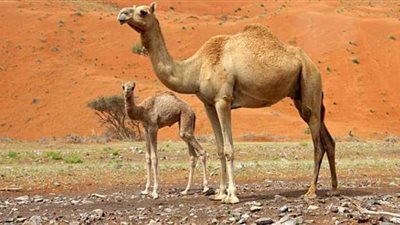 الريف المصري الجديد تتدخل للصلح بين منتفعي الـ 1.5 مليون فدان وأصحاب الجمال بالمغرة