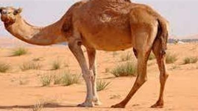 تفسير حلم الجمل في المنام وعلاقته بالحصول علي ميراث وتولي منصب مرموق