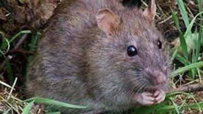 فئران عملاقة تثير الذعر في مدينة بريطانية