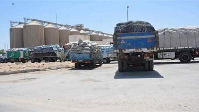 بدء توريد محصول القمح بصومعة المنيا الجديدة بعد اكتفاء 