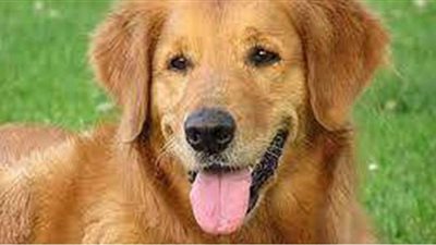 تفسير حلم الكلب في المنام وعلاقته بتدمير الحياة الزوجية