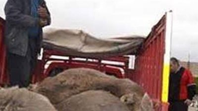 نفوق ٩ رؤوس ماشية في حريق حظيرتين بالدقهلية