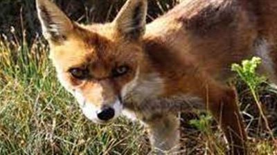 تفسير حلم  الثعلب في المنام وعلاقته بالتخلص من المشكلات والأحزان