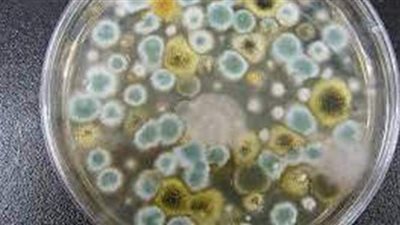 اعرف الفرق بين الفطر الأسود والأبيض والأصفر وطرق الوقاية منهم | فيديو