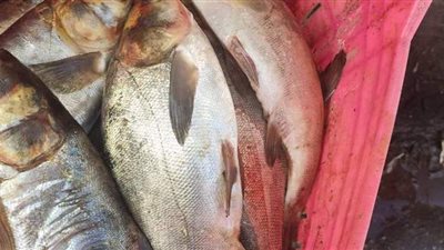 ضبط 30 طن لحوم وأسماك ودواجن مجمدة فاسدة بالجيزة | صور