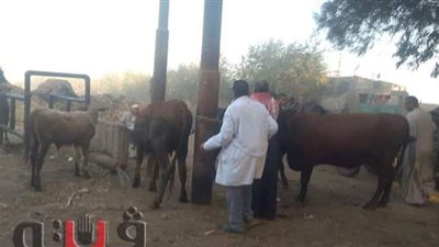تحصين 102 ألف رأس ماشية ضد الجلد العقدي وجدري الضأن ببني سويف
