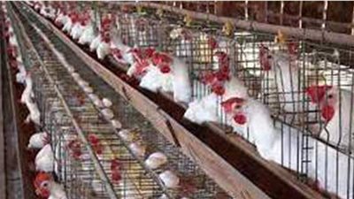 بالأرقام.. تحالف جمعيات الدواجن يكشف التكلفة الفعلية للإنتاج وخسائر الصناعة