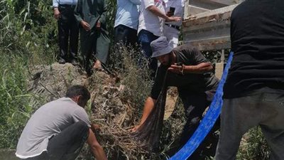 إلقاء نصف مليون ذريعة سمكية من البلطي بنيل شربين