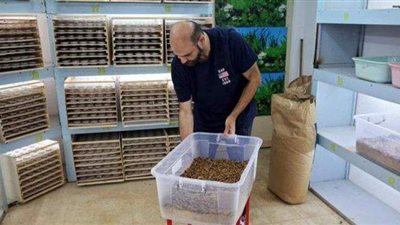 يرغب في جعلها طعاما بديلا للبشر.. كويتي يربي ديدان خارقة بمنزله