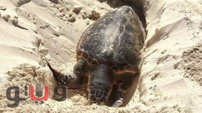 العثور على ترسة مُهددة بالانقراض نافقة على أحد شواطئ الساحل الشمالي | صور